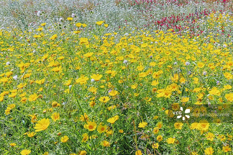 西西里岛阿格里真托地区卡托利卡埃拉克利亚盛开的野花图片素材
