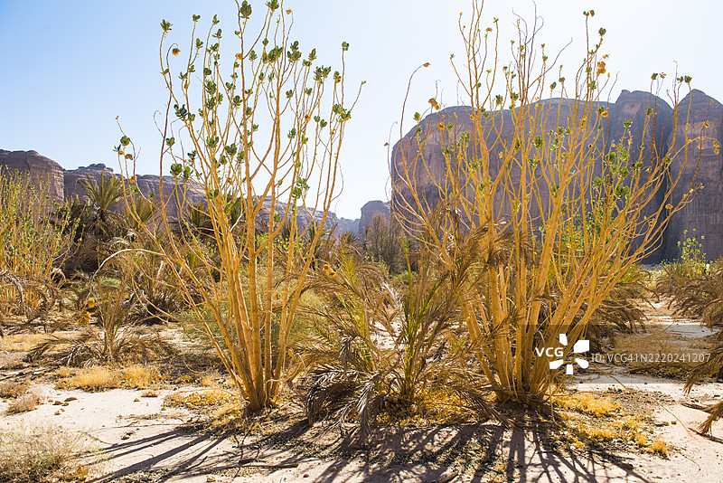 被入侵的索多姆苹果植物（Calotropis procera）占据的棕榈种植园，沙兰自然保护区，阿尔乌拉，麦地那省，沙特阿拉伯图片素材