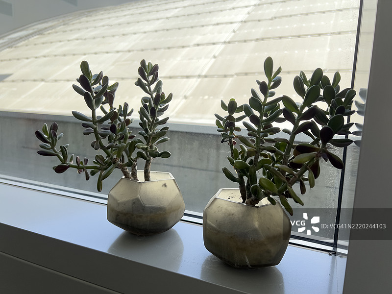 窗台上的盆栽景天植物，景天属石莲花图片素材