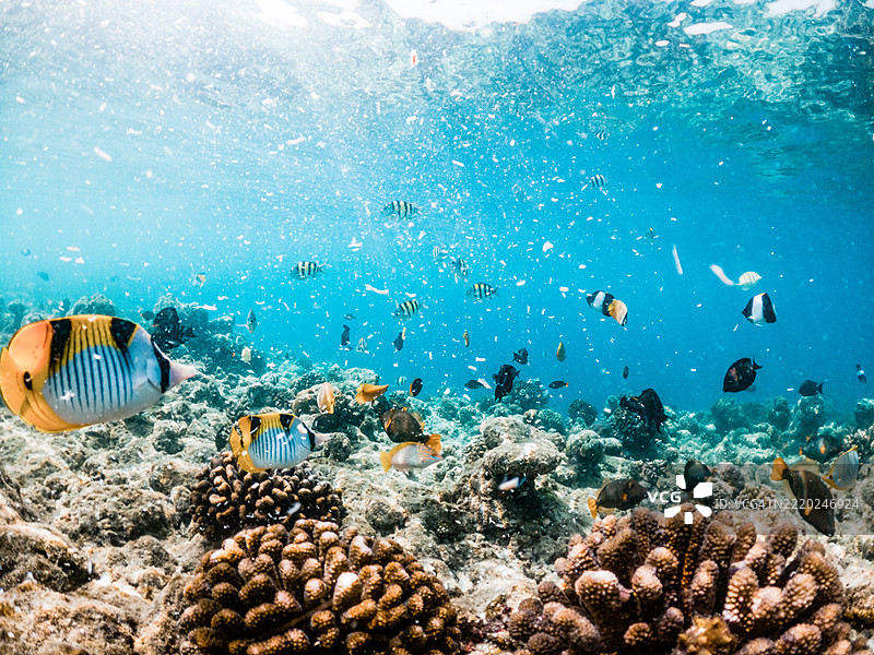珊瑚和热带鱼，水下海洋生物，马尔代夫，印度洋图片素材