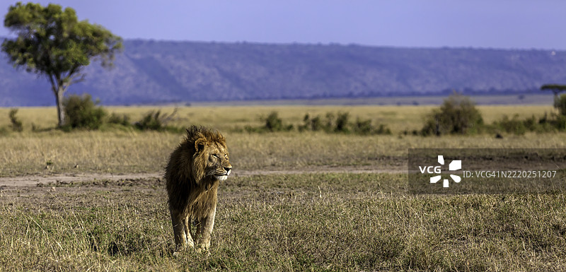 雄狮在马赛马拉草原上漫步。图片素材