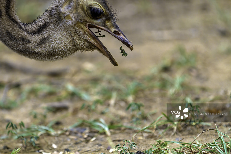 肯尼亚巴林戈的鸵鸟图片素材