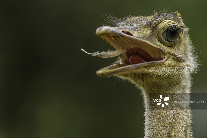 肯尼亚巴林戈的鸵鸟图片素材