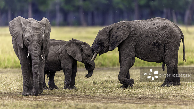 马赛马拉草原上的非洲象。图片素材