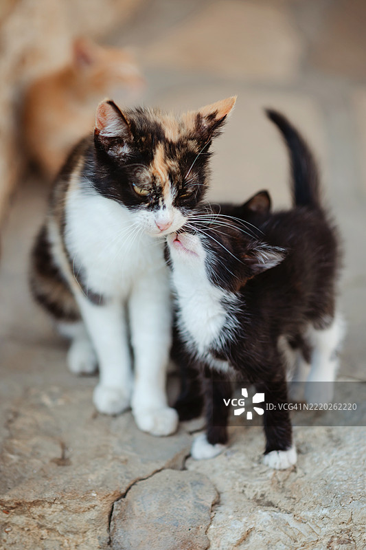 小猫在户外亲吻母猫。图片素材