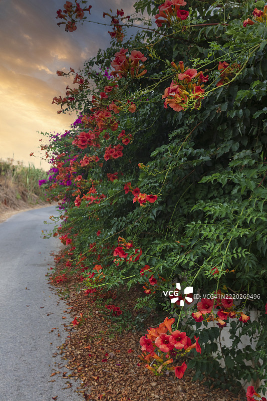 盛开的喇叭花藤，攀缘植物，红花美人蕉，马达姆·加伦，日落时分街道上的花朵，克里特岛图片素材