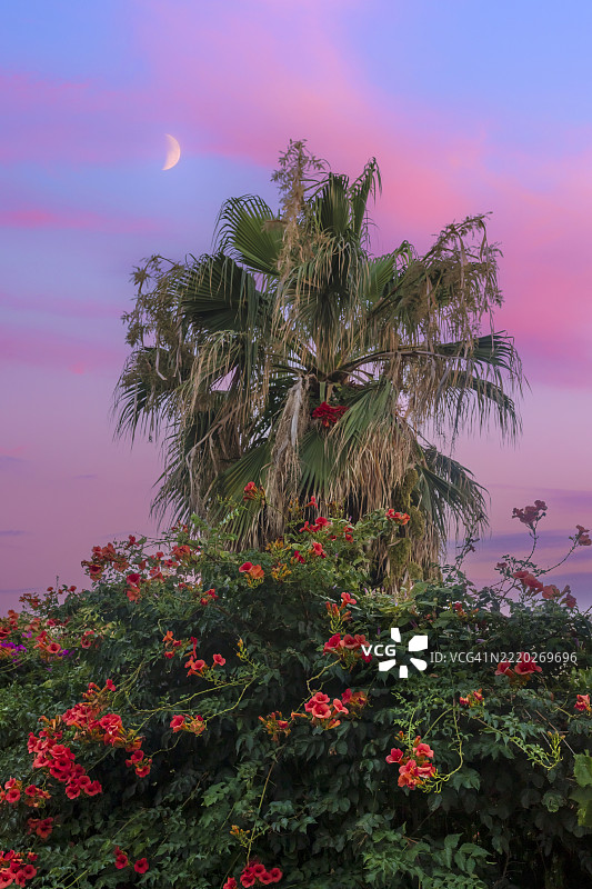 棕榈树与盛开的喇叭花，粉色日落云彩与月亮，克里特岛图片素材