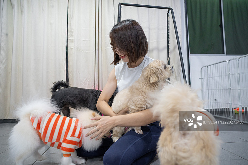 亚洲华裔犬舍助理在狗狗日托中心与狗狗玩耍图片素材