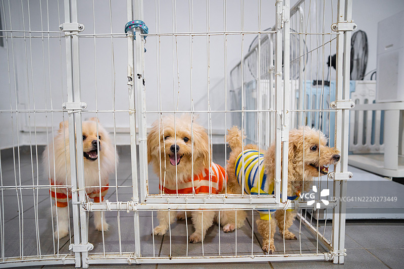 狗在狗日托中心吠叫，透过笼子的铁栏杆朝镜头看。图片素材