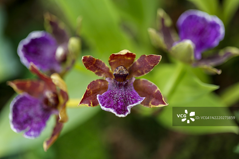 异国情调的齐口兰盛开中图片素材
