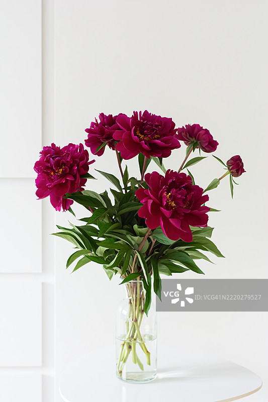 美丽的酒红色牡丹在白色背景下的绿色玻璃花瓶中。室内花束，静物，高调摄影。图片素材