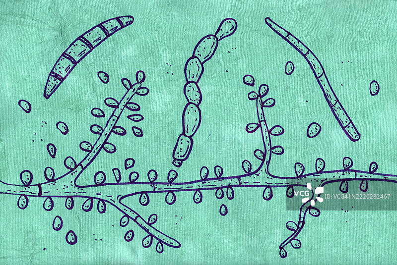 疣状真菌毛癣菌插图图片素材