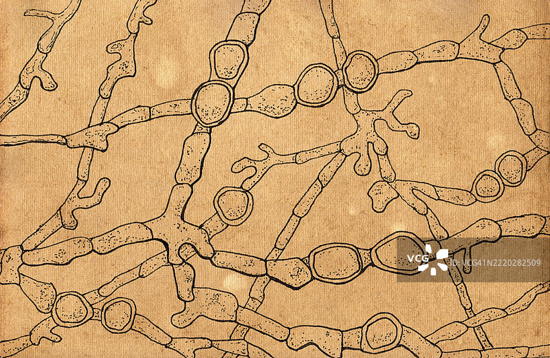 紫色毛癣菌插图图片素材