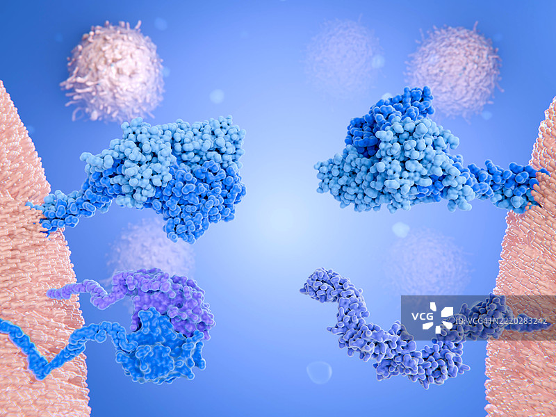 杀手T细胞和辅助T细胞受体插图图片素材
