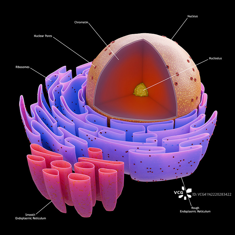 细胞核的结构图片素材