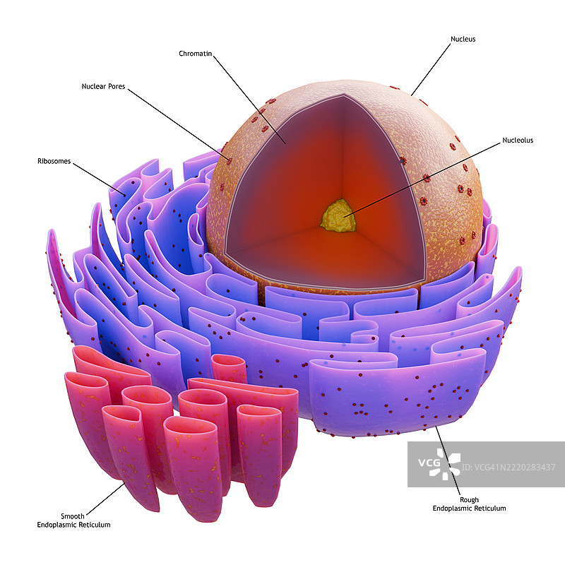 细胞核的结构图片素材