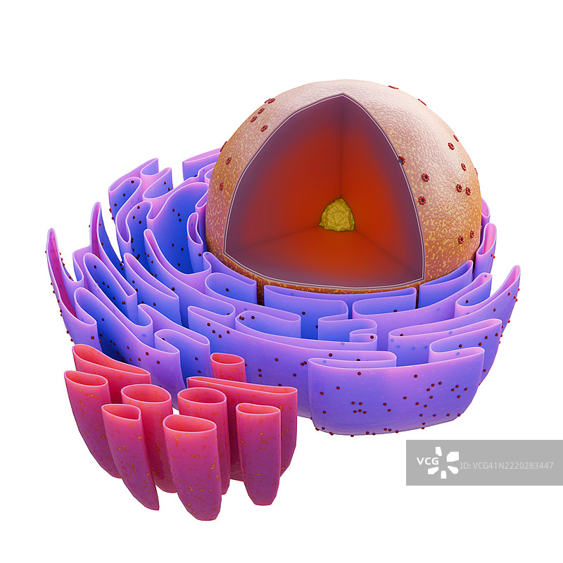 展示细胞核结构的艺术作品图片素材