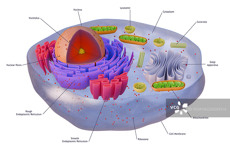动物细胞核的结构图片素材
