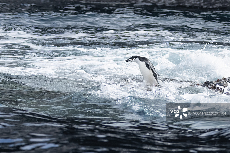 带子企鹅图片素材