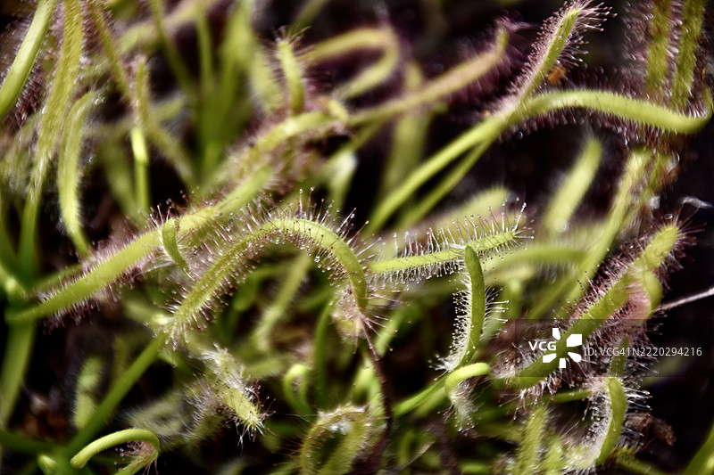 细叶捕虫草。图片素材