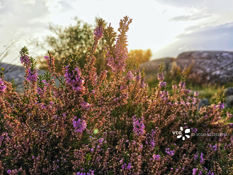 日落余晖中的石南花图片素材
