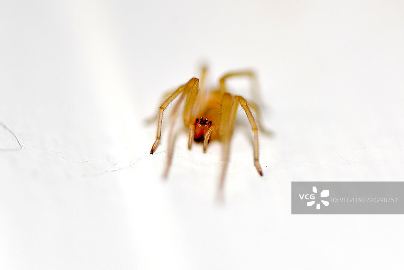 黄囊蛛图片素材