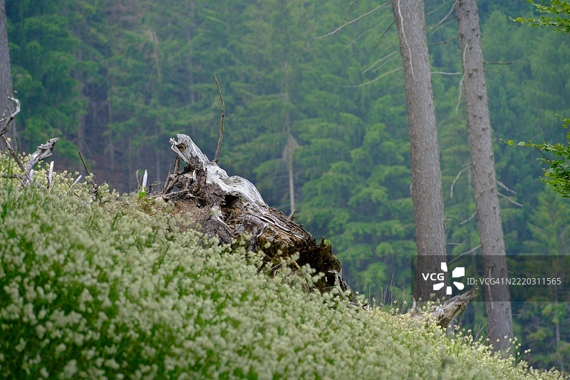 山林风景，生长着自生植物和干枯树干图片素材