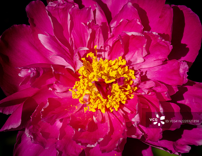 牡丹（Paeonia Lactiflora）花。图片素材