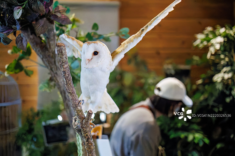 barn owl, Tyto alba 鸟。图片素材