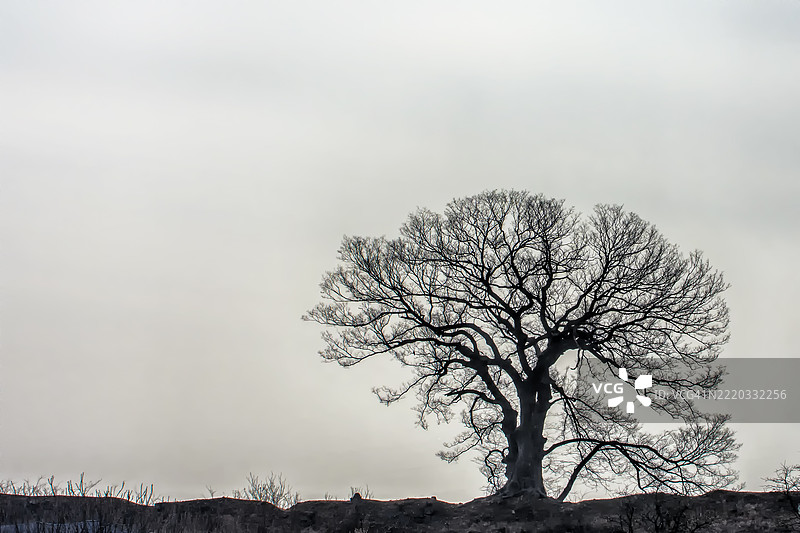 冬季树木的剪影在阴沉的天空下图片素材