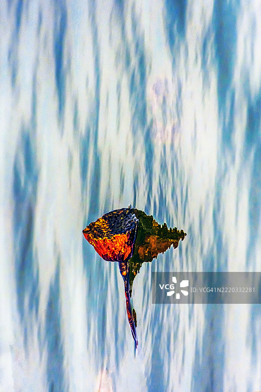 莲花萼在波光粼粼的水面上的倒影图片素材