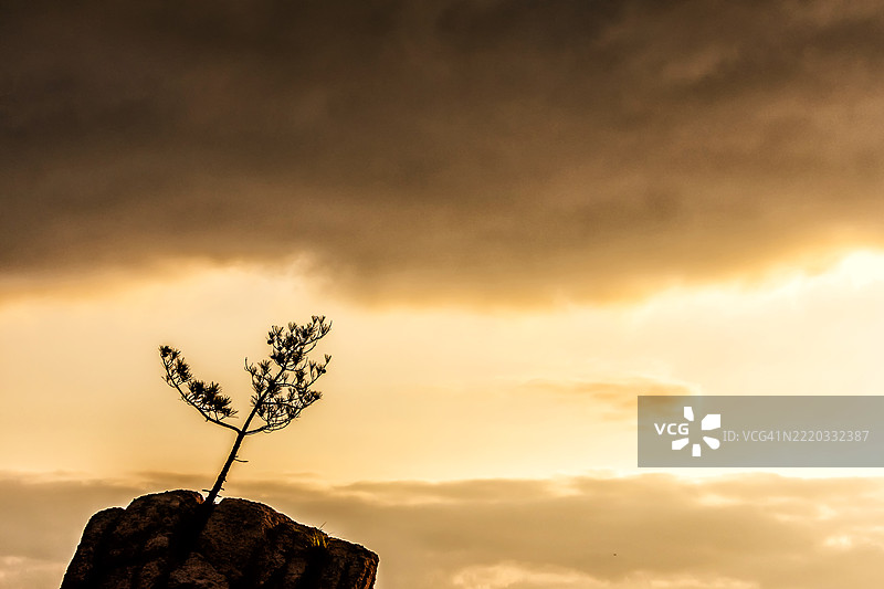 树木从岩石突起的顶部生长图片素材