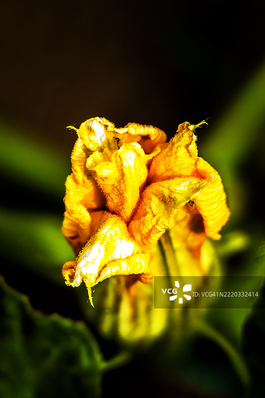 黄色花朵在绽放的瞬间图片素材