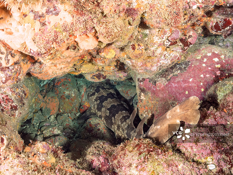 日本扁鲨,Orectolobus japonicus,鲨鱼,位于海洞中。它们通常生活在较深的水域,但在初夏时会来到浅海洞中产仔。图片素材