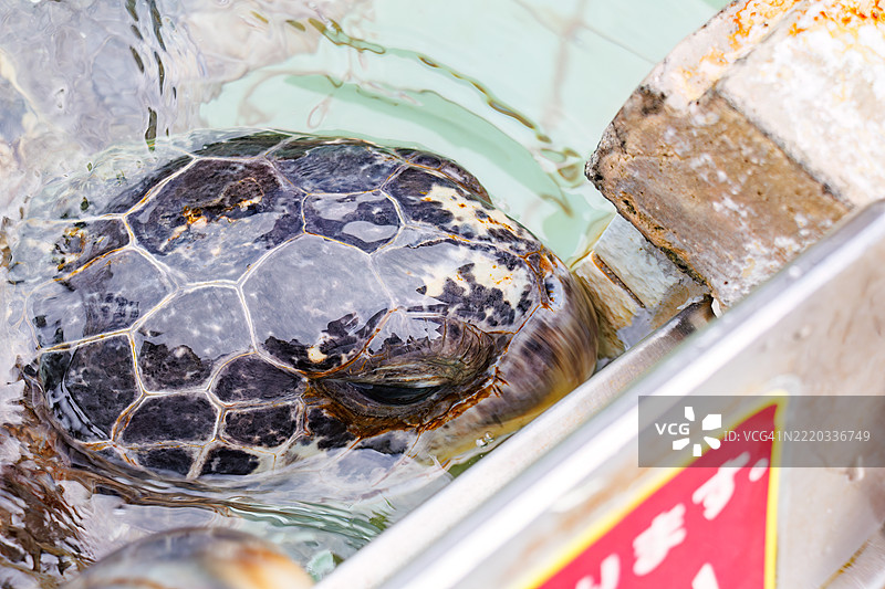 绿海龟、绿海龟（Chelonia mydas）和棱皮龟（Caretta caretta，海龟科）在池塘中饲养。图片素材