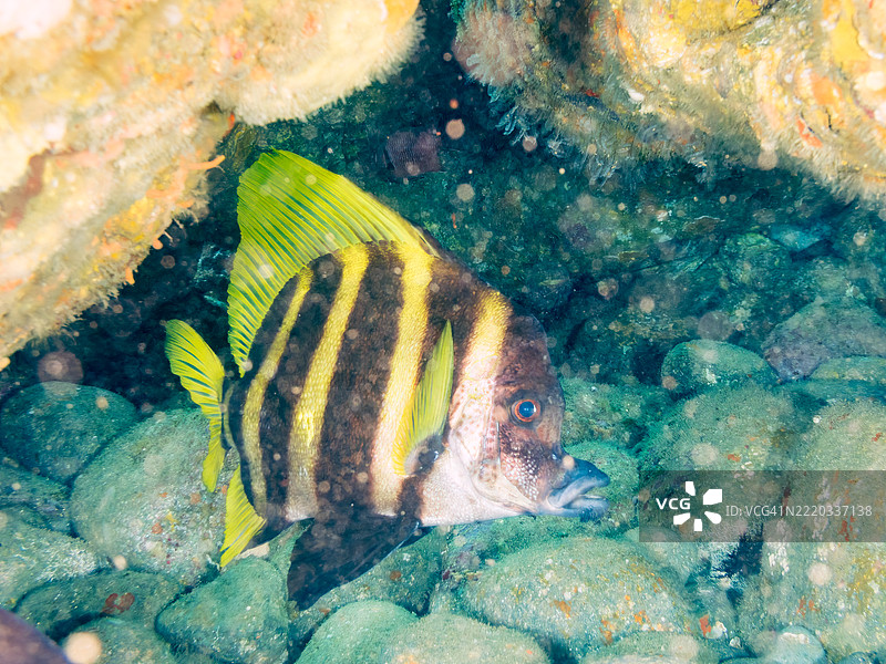 一只美丽而巨大的条纹猪头鱼和其他鱼类。图片素材