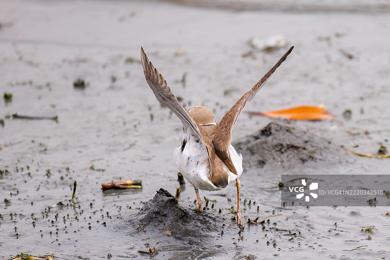 美丽的小环颈鸻，学名：Charadrius dubius。图片素材