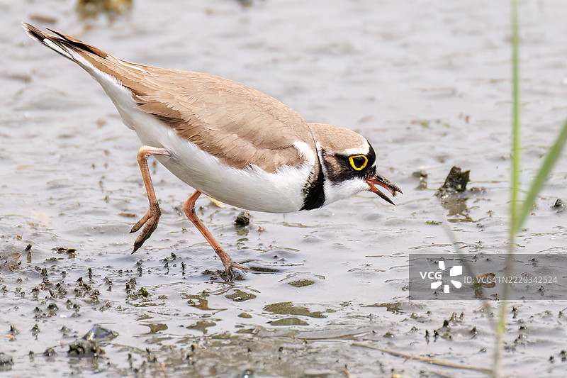 美丽的小环颈鸻，学名：Charadrius dubius。图片素材