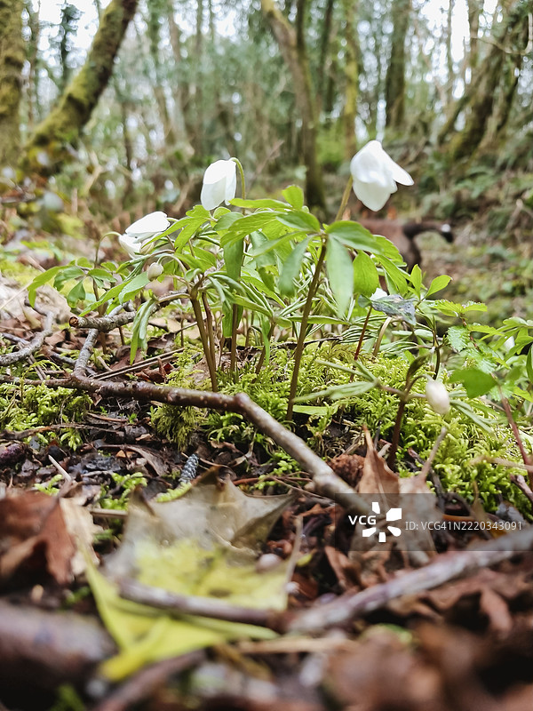 森林中的野花，低角度视图，选择性对焦图片素材