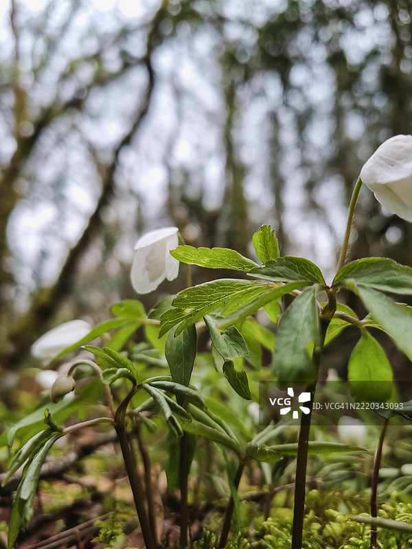 木兰花特写，从地面向上视角，选择性对焦，留白，森林中的美丽自然图像图片素材