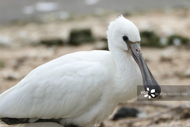 一只年轻的白鹮（Platalea leucorodia）在水库边缘休息。图片素材