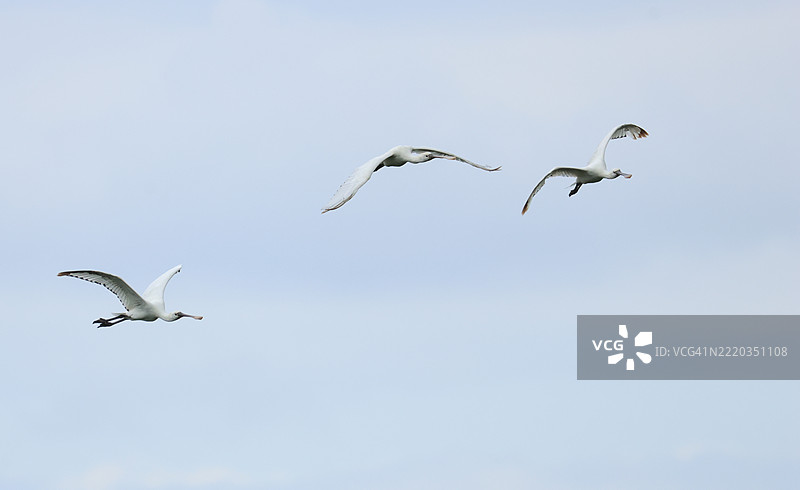 三只白鹮（Platalea leucorodia）在蓝天中飞翔。图片素材
