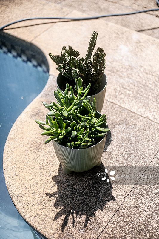 后院种植的多肉植物图片素材