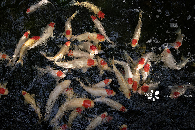 黑暗池塘中的锦鲤喂食狂潮图片素材