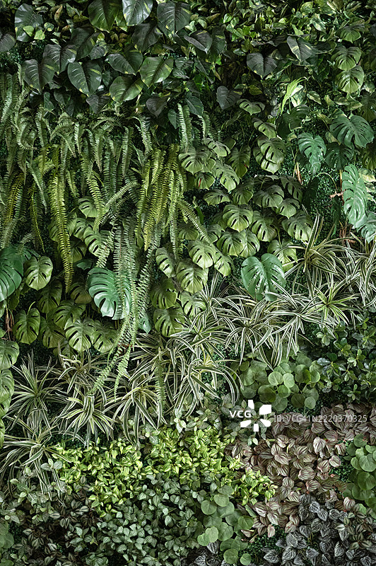 一面由各种颜色和大小的植物组成的墙壁图片素材