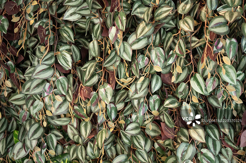 一株绿叶红茎的植物图片素材