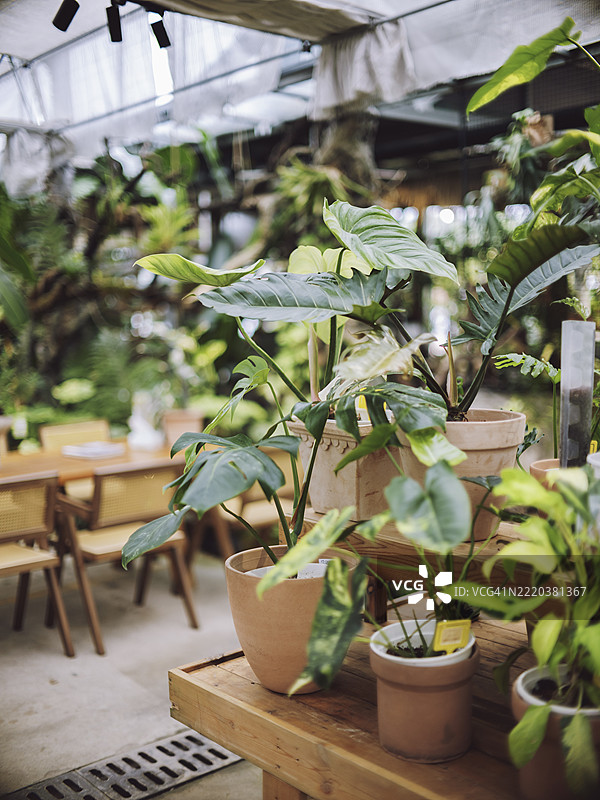 植物市场的斑叶 monstera 植物图片素材