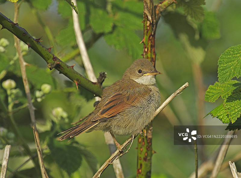 白喉林莺 [Sylvia communis]图片素材