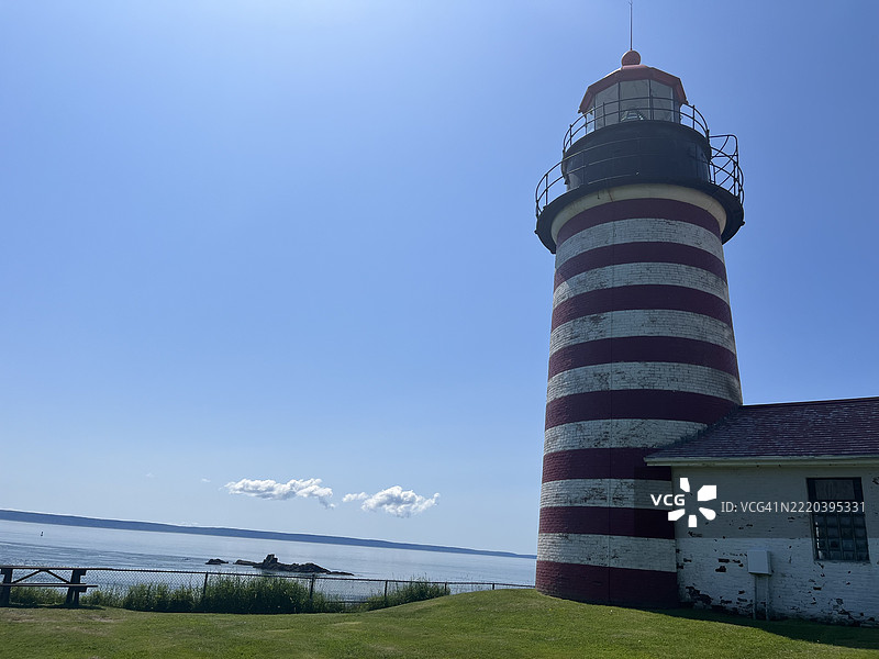 沿小径生长的双花。林奈亚北极花。环北极栖息地。夸迪头州立公园。图片素材
