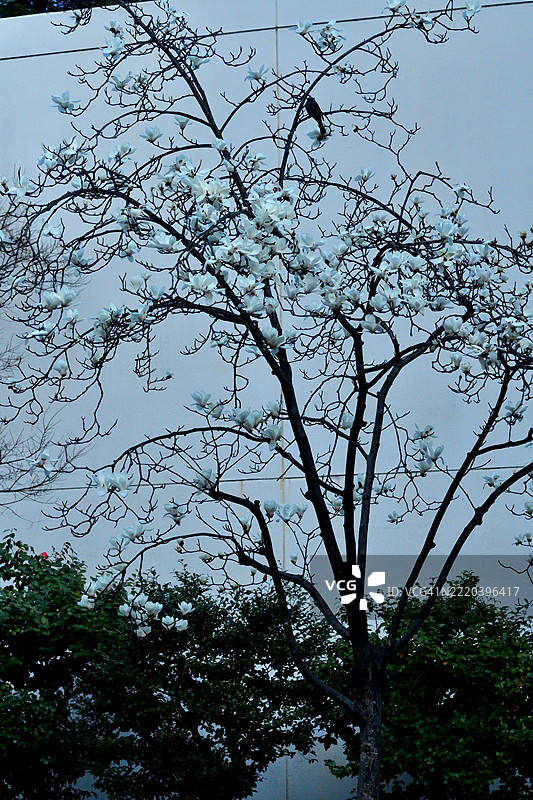 光叶木兰/云南木兰：观赏性、多干的落叶树，开白色花朵图片素材